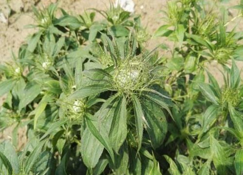 白术种植时间和方法