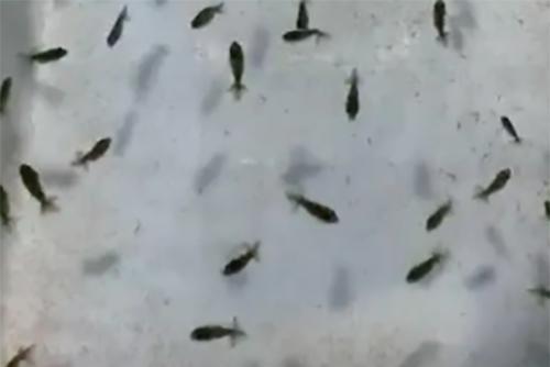 鱼卵怎么才能孵出来