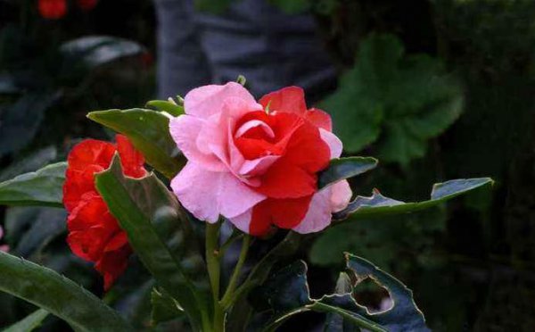 凤仙花的寓意和象征含义