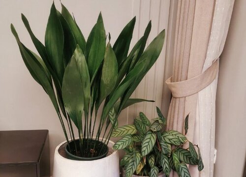 一叶兰怎么分株1棵变成10多盆