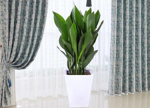 一叶兰怎么分株1棵变成10多盆