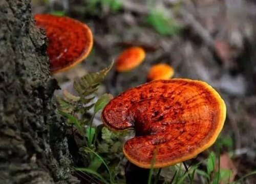 林芝生长在什么地方