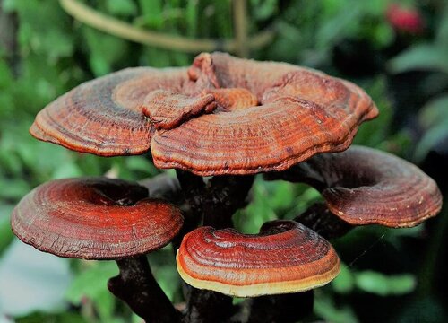 林芝生长在什么地方
