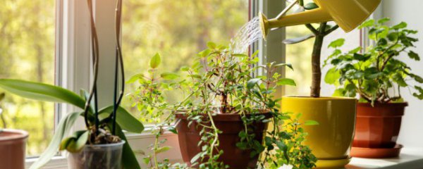 水棕竹怎么养才能更旺盛