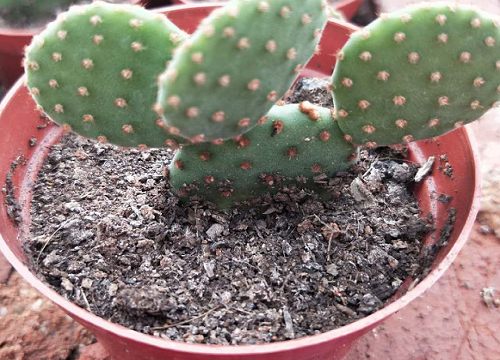 仙人掌冬天怎么养护