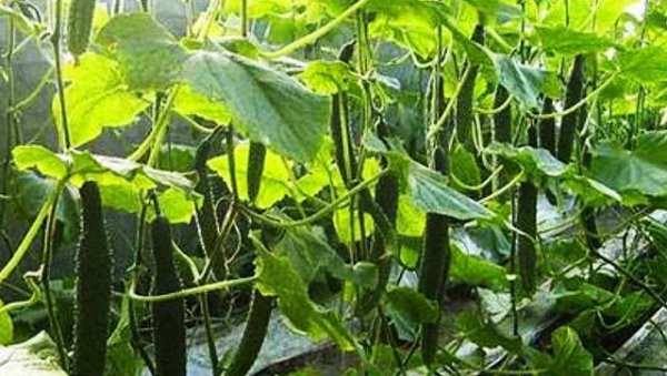 自家种的黄瓜怎么会变苦