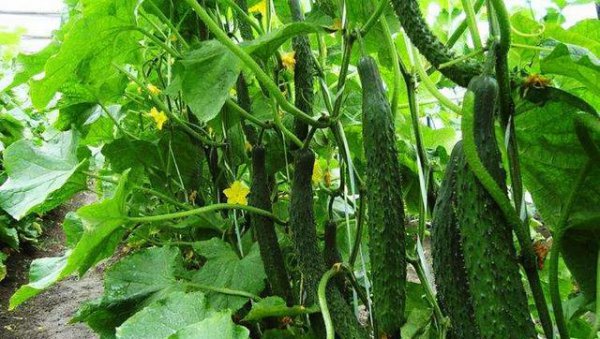 自家种的黄瓜怎么会变苦