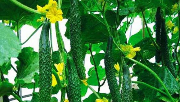 自家种的黄瓜怎么会变苦