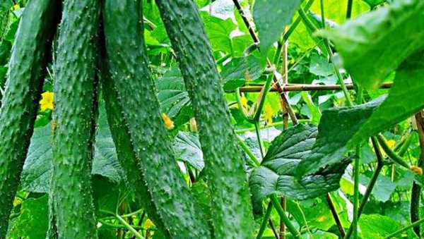 自家种的黄瓜怎么会变苦