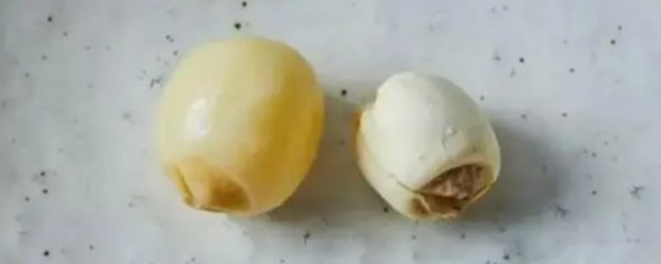 莲子种子泡几天发芽