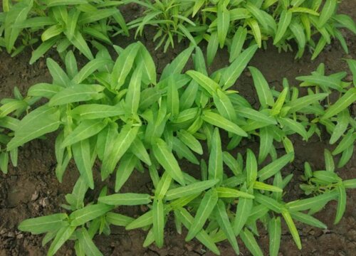 紫苏和藿香是同一种植物吗