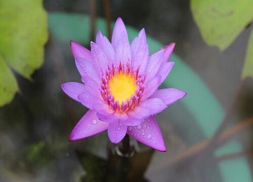 紫色睡莲怎么养才开花