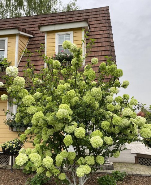 门口栽什么树镇宅旺财吉利富贵