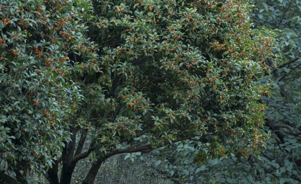 门口栽什么树镇宅旺财吉利富贵