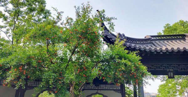 门口栽什么树镇宅旺财吉利富贵