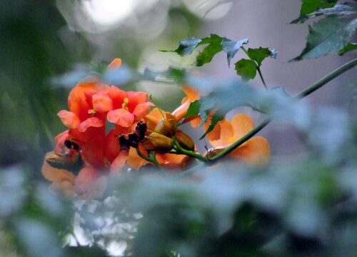 爬山虎会开花吗