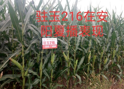 驻玉216玉米种子怎么样