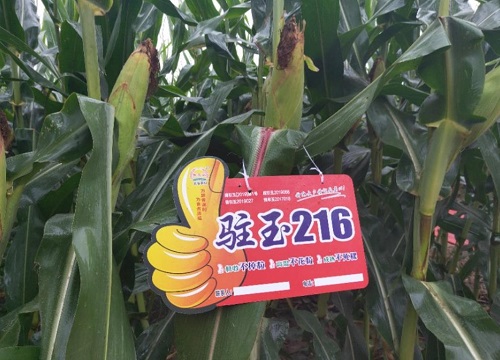 驻玉216玉米种子怎么样