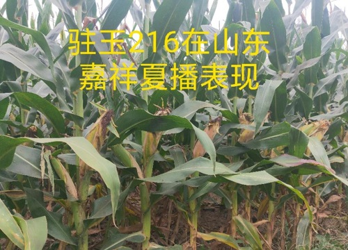 驻玉216玉米种子怎么样