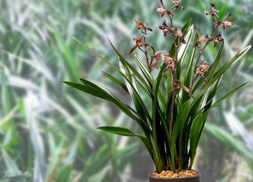 墨兰养护错误的方法有哪些