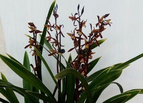 墨兰养护错误的方法有哪些