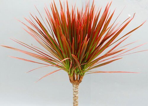 龙血树什么时候换盆好