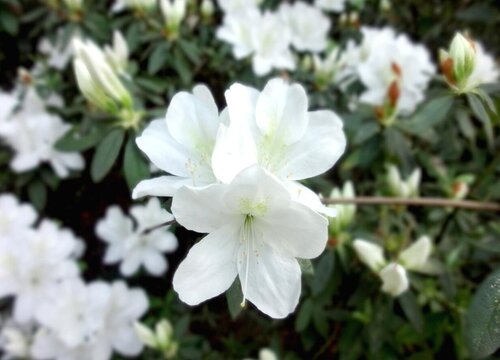 夏季杜鹃花怎么养花苞挂满枝头