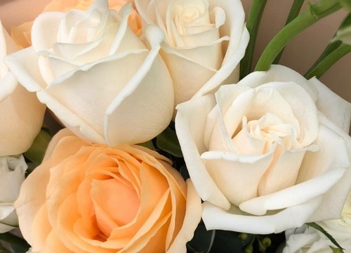 玫瑰代表什么象征意义