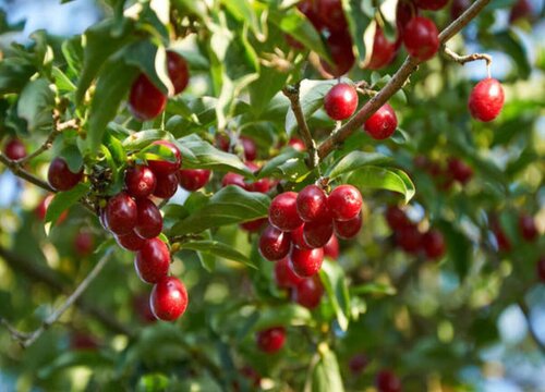 郑州樱桃什么时候成熟