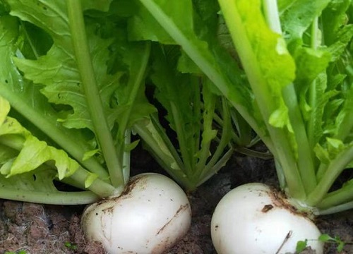 种的萝卜苗追什么肥比较好