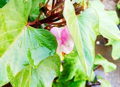 白薯开花好不好