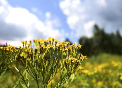 返魂草是什么药材