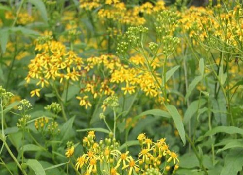 返魂草是什么药材