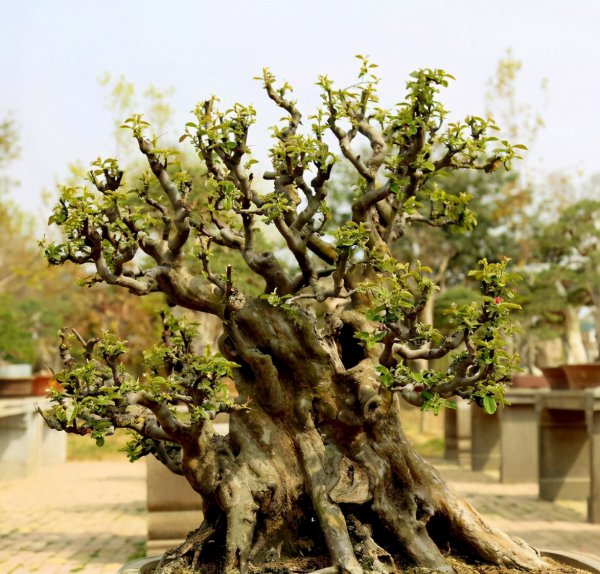 枯树做盆景的修剪方法