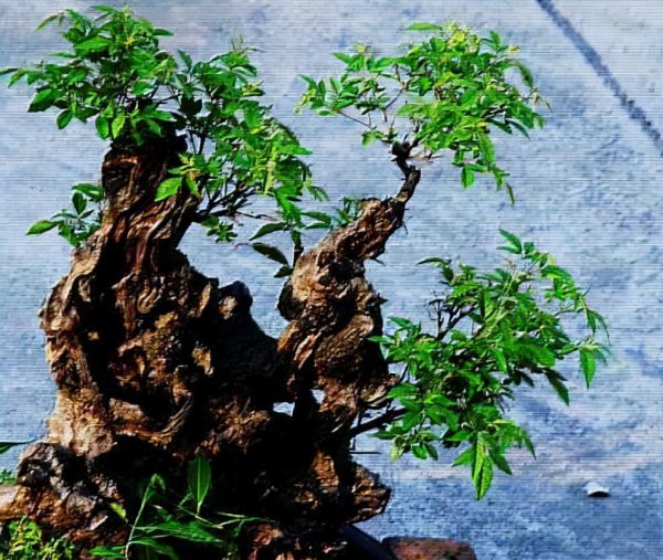 枯树做盆景的修剪方法