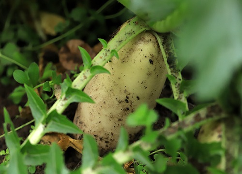 萝卜在什么时间种植合适