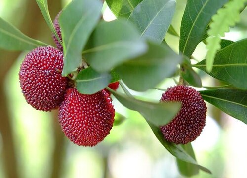 来凤杨梅什么时候成熟