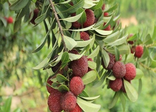 来凤杨梅什么时候成熟