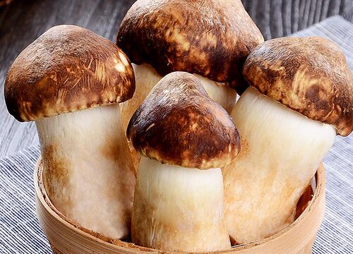 新鲜蘑菇怎样晒干保存