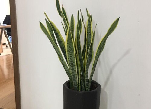 荷花兰和虎尾兰一样吗 外形样子