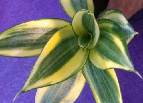 荷花兰和虎尾兰一样吗 外形样子