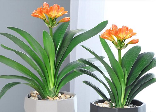 君子兰什么时间施肥有利于开花