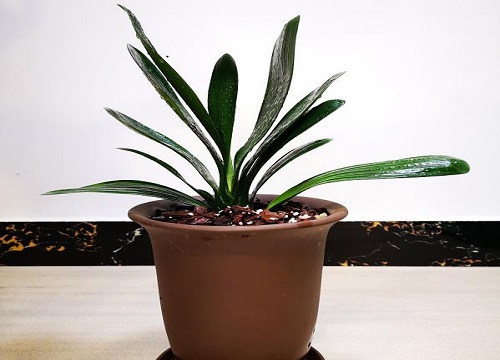 君子兰什么时间施肥有利于开花