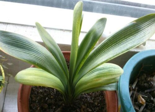 君子兰什么时间施肥有利于开花