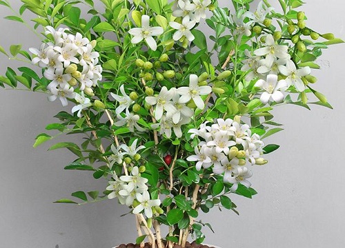 盆栽七里香花的养殖方法和注意事项