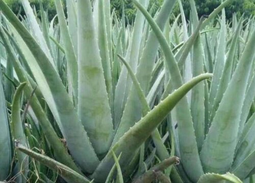 库拉索芦荟开花吗