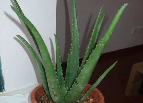 库拉索芦荟开花吗