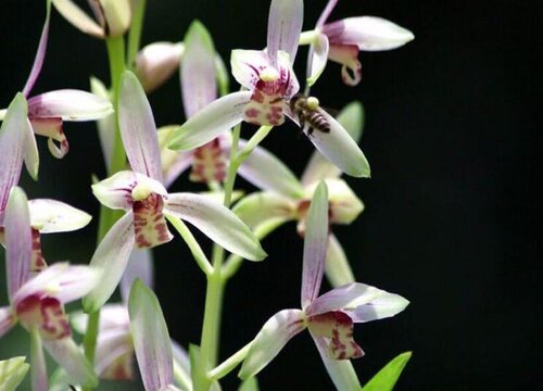 冬季怎么养护兰花冒的芽更多更壮