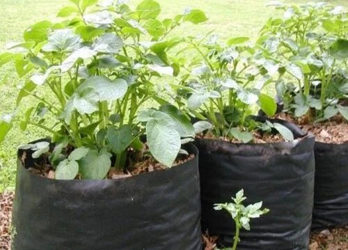 土豆盆栽的种植方法