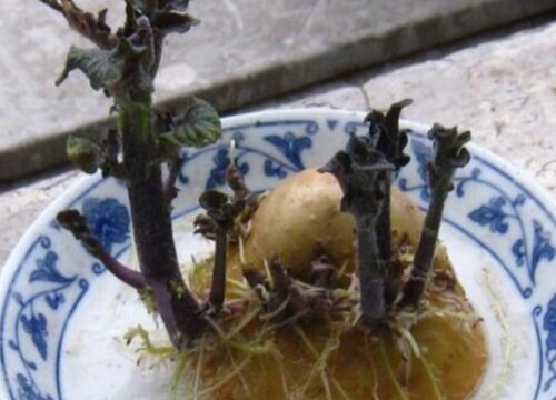 土豆盆栽的种植方法